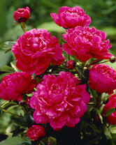 Без бренда «2KMB-4036» в Ульяновске