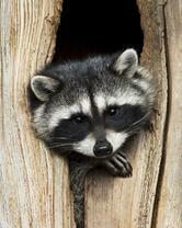 Без бренда «Енот в дупле» в Ульяновске