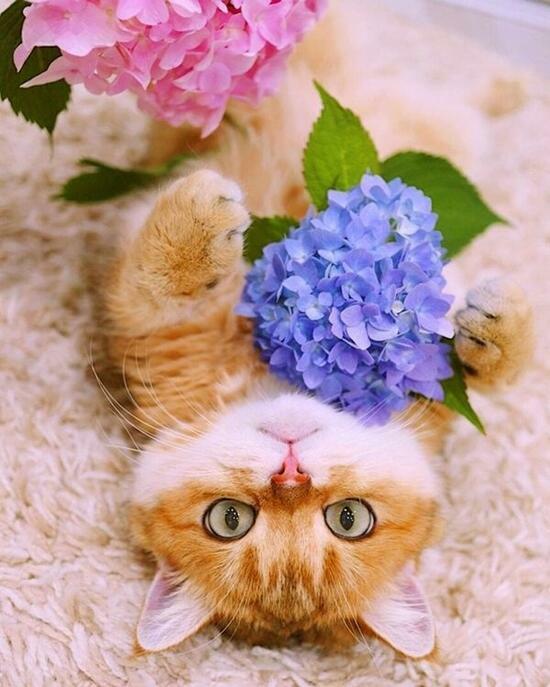 Картина по номерам 40x50 Рыженький котёнок с цветками гортензии