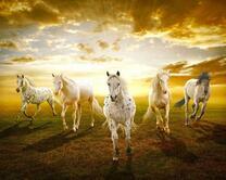 Пять лошадей на фоне заката