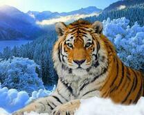 Тигр и зимний пейзаж