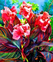 Большие цветки красных ирисов