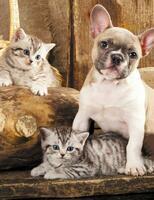 Без бренда «Милый щенок французского бульдога и два котёнка» в Ульяновске