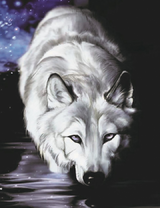 Светлый волк темной ночью