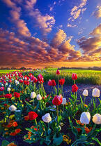 Без бренда «Поле тюльпанов под облачным небом» в Ульяновске в интернет-магазине  Без бренда «Поле тюльпанов под облачным небом» в Ульяновске